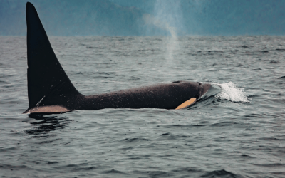 Best Time for Whale Watching in Dana Point
