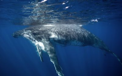 Best Time for Whale Watching in Dana Point