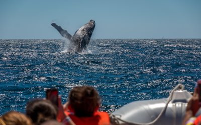 What to Expect on a Private Whale Tour
