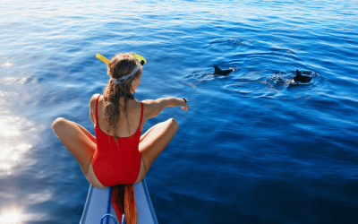 What to Expect on a Private Whale Tour