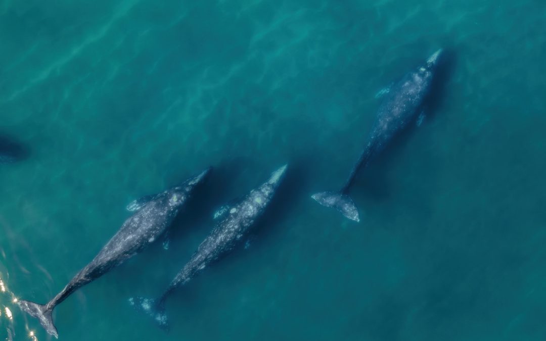 Gray Whale Migration Season in Dana Point