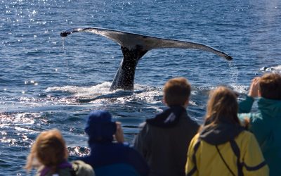What to Wear on a Whale Watching Tour in Dana Point