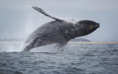 Catalina Island Whale Watching Tour Guide