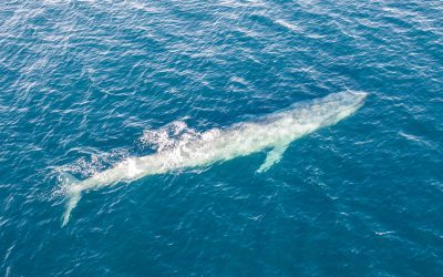 Blue Whale Season in Dana Point